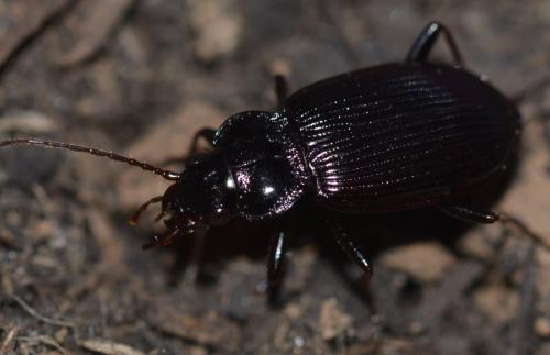 Réf. 250 214 : Nebria brevicollis
